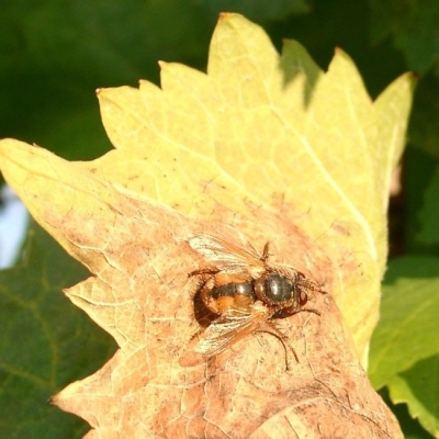10220039 Fliege auf Blatt